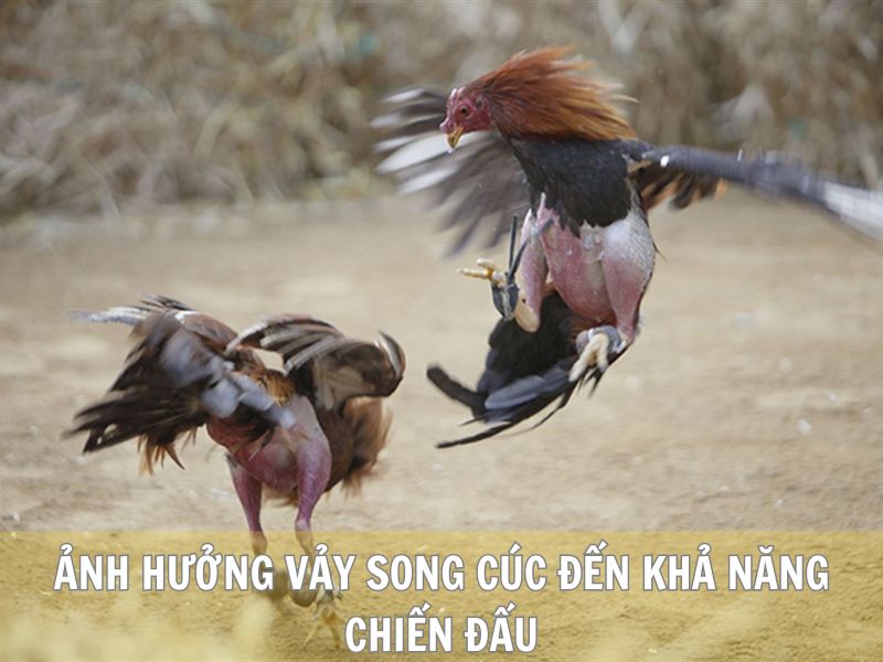 Ảnh Hưởng Vảy Song Cúc Đến Khả Năng Chiến Đấu