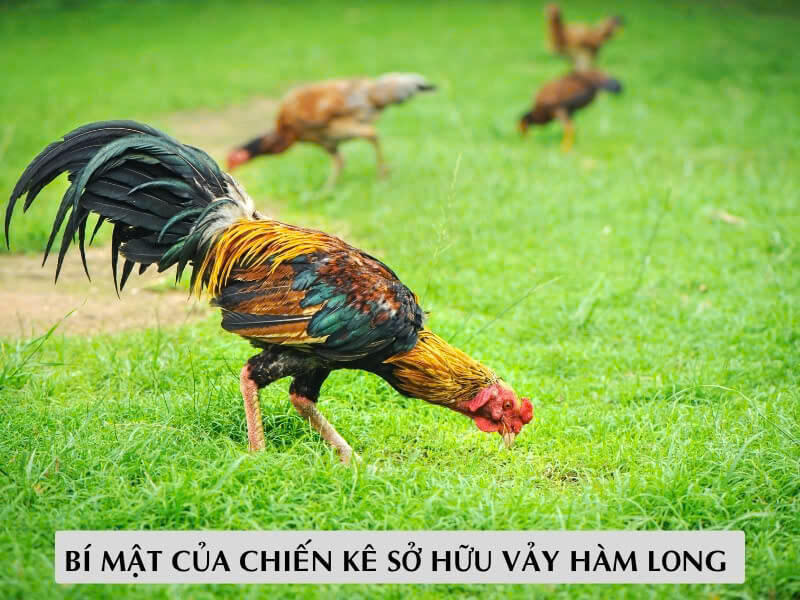 Bí Mật Của Chiến Kê Sở Hữu Vảy Hàm Long