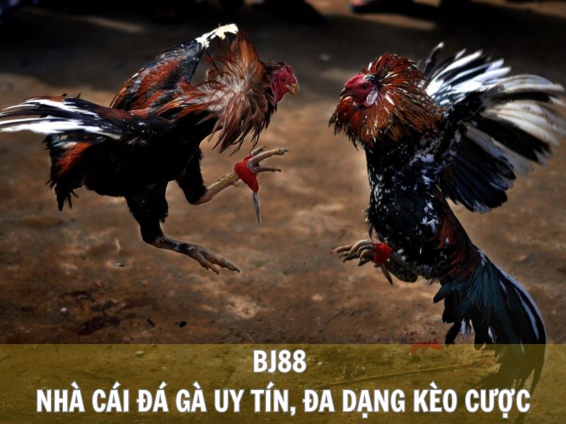 BJ88 - Nhà Cái Đá Gà Uy Tín, Đa Dạng Kèo Cược