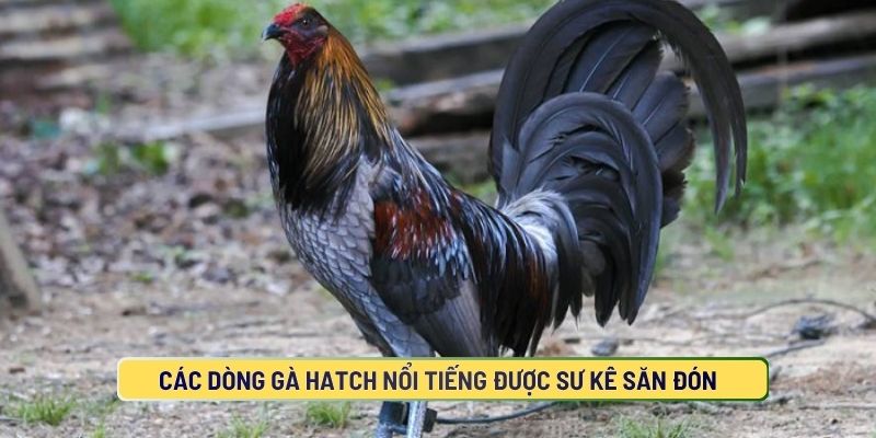 Những dòng gà Hatch được yêu thích hiện nay