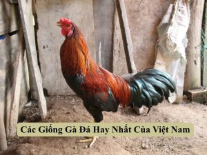 Các Giống Gà Đá Hay Nhất Của Việt Nam