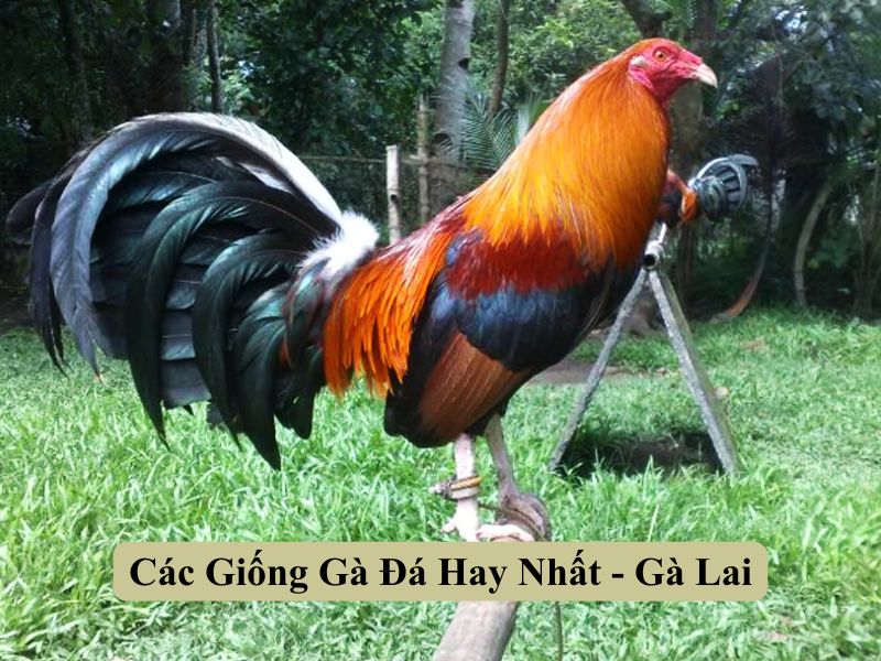 Các Giống Gà Đá Hay Nhất - Gà Lai