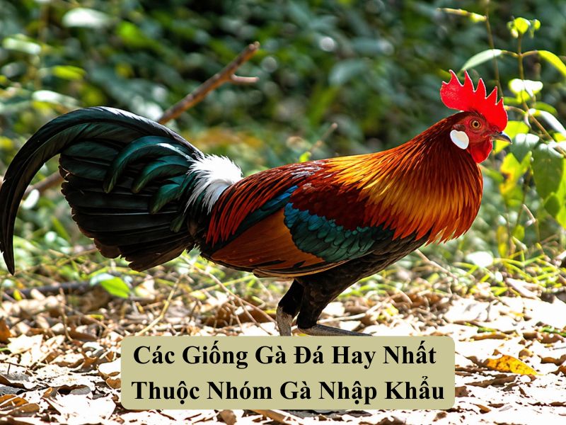Các Giống Gà Đá Hay Nhất Thuộc Nhóm Gà Nhập Khẩu