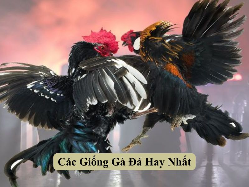 Các Giống Gà Đá Hay Nhất