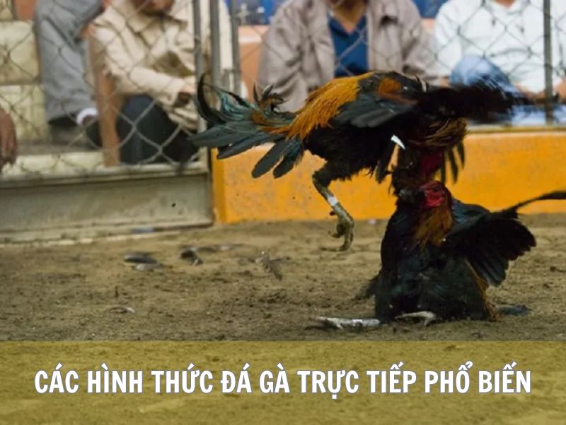 Các Hình Thức Đá Gà Trực Tiếp Phổ Biến