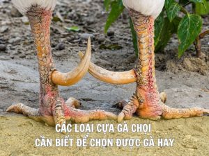 Các Loại Cựa Gà Chọi Cần Biết Để Chọn Được Gà Hay