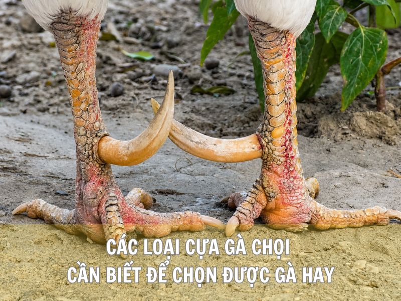 Các Loại Cựa Gà Chọi Cần Biết Để Chọn Được Gà Hay