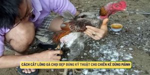 Cách Cắt Lông Gà Chọi Đẹp Đúng Kỹ Thuật Cho Chiến Kê Dũng Mãnh