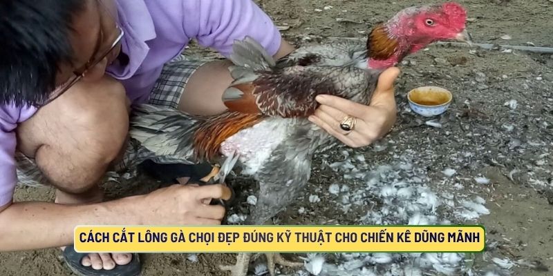 Cách Cắt Lông Gà Chọi Đẹp Đúng Kỹ Thuật Cho Chiến Kê Dũng Mãnh