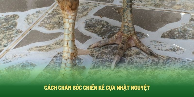 Cách chăm sóc gà cựa Nhật Nguyệt