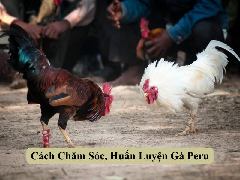 Cách Chăm Sóc, Huấn Luyện Gà Peru