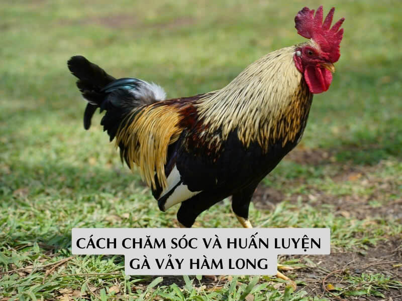 Cách Chăm Sóc Và Huấn Luyện Gà Vảy Hàm Long