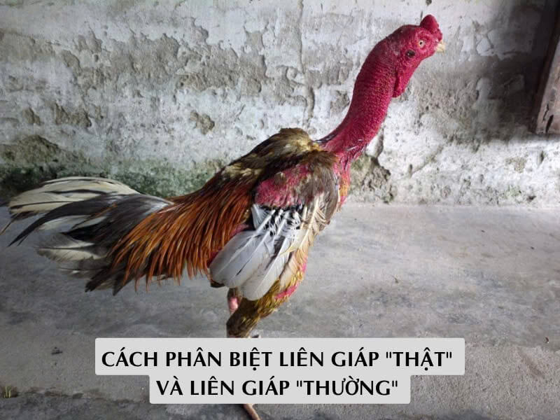 Cách Phân Biệt Liên Giáp "Thật" Và Liên Giáp "Thường" 