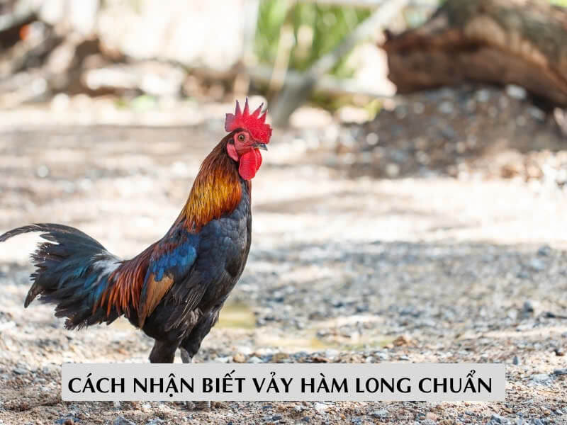 Cách Nhận Biết Vảy Hàm Long Chuẩn