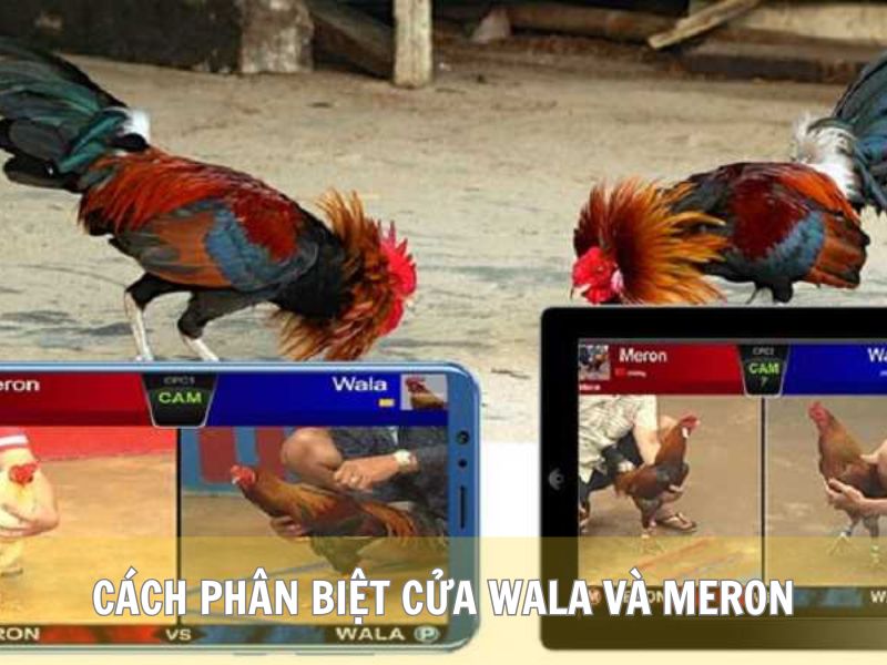 Cách Phân Biệt Cửa Wala Và Meron