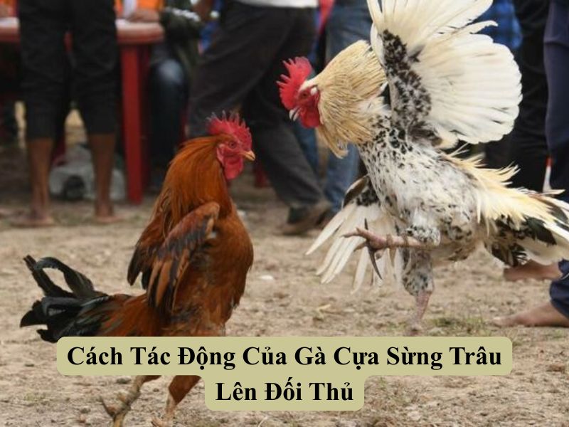 Cách Tác Động Của Gà Cựa Sừng Trâu Lên Đối Thủ