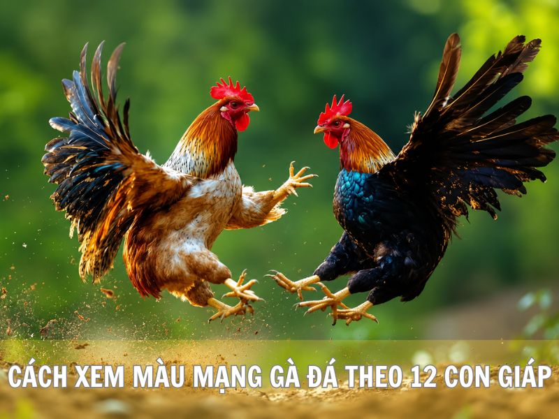 Cách Xem Màu Mạng Gà Đá Theo 12 Con Giáp