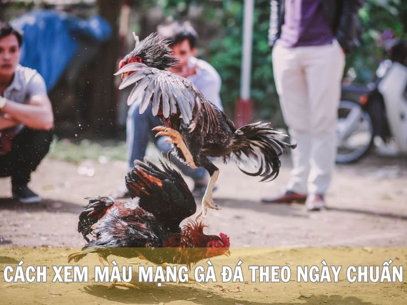 Cách Xem Màu Mạng Gà Đá Theo Ngày Chuẩn