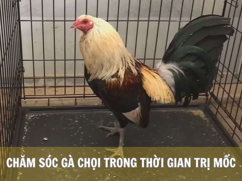 Chăm Sóc Gà Chọi Trong Thời Gian Trị Mốc