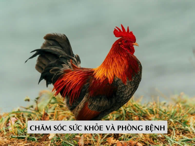 Chăm Sóc Sức Khỏe Và Phòng Bệnh