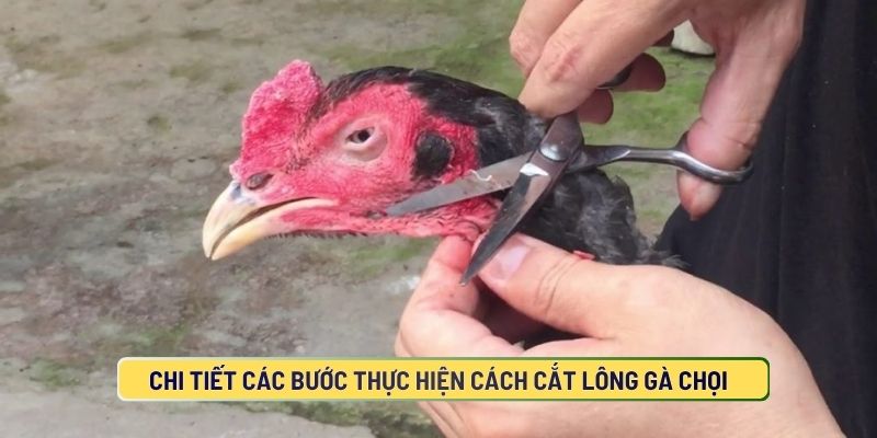 Quy trình cách cắt lông gà chọi chuẩn cho các sư kê