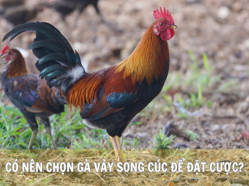 Có Nên Chọn Gà Vảy Song Cúc Để Đặt Cược?