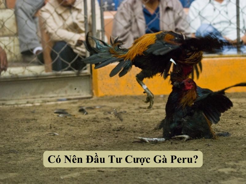 Có Nên Đầu Tư Cược Gà Peru?