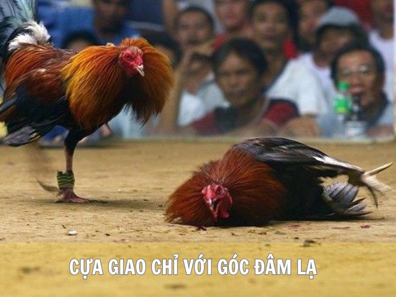 Cựa Giao Chỉ Với Góc Đâm Lạ
