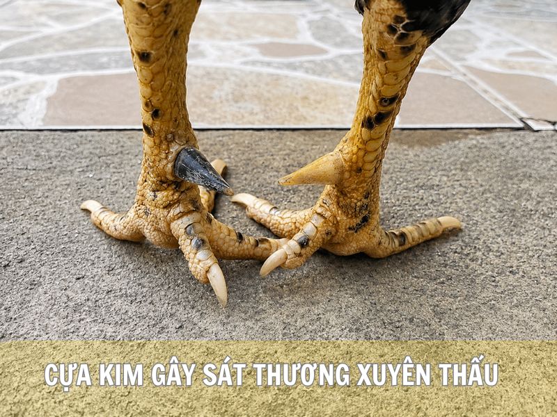 Cựa Kim Gây Sát Thương Xuyên Thấu