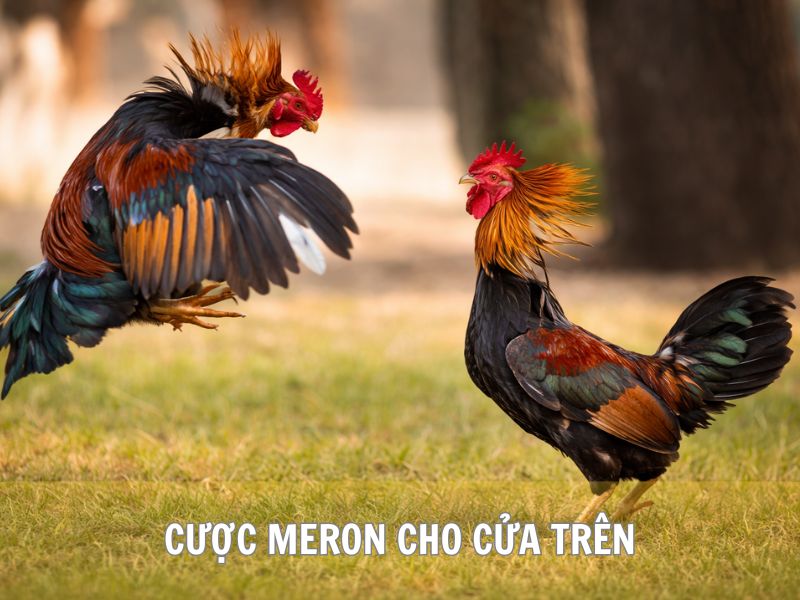 Cược Meron Cho Cửa Trên