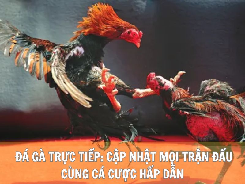  Đá Gà Trực Tiếp: Cập Nhật Mọi Trận Đấu Cùng Cá Cược Hấp Dẫn