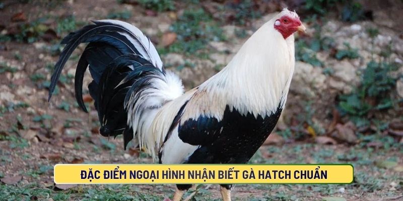 Gà Hatch có những điểm nổi bật gì?