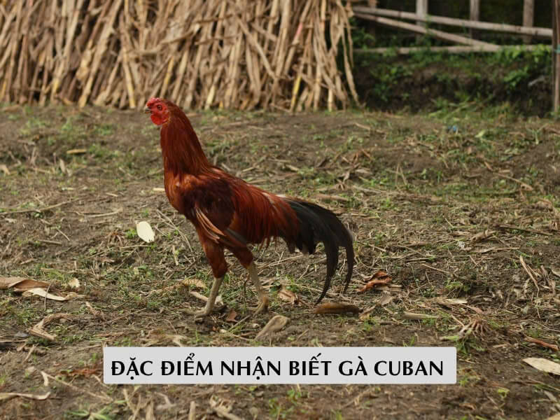 Đặc Điểm Nhận Biết Gà Cuban Dành Cho Người Mới