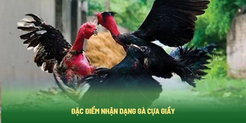 Các đặc điểm nhận biết gà sở hữu cựa giầy