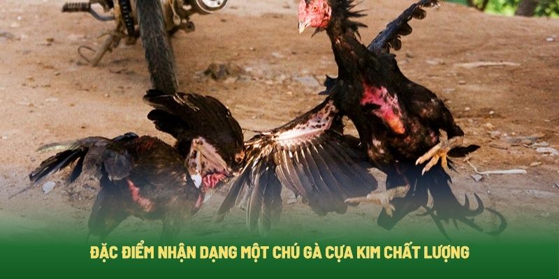 Các đặc điểm giúp nhận biết gà chọi sở hữu cựa kim