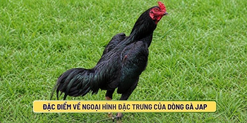 Gà Jap có những đặc điểm gì?
