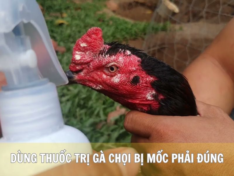 Dùng Thuốc Trị Gà Chọi Bị Mốc Phải Đúng