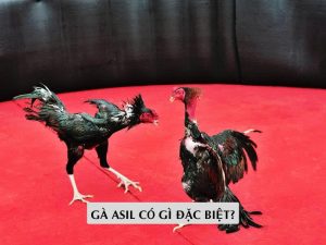 Gà Asil Có Gì Đặc Biệt?