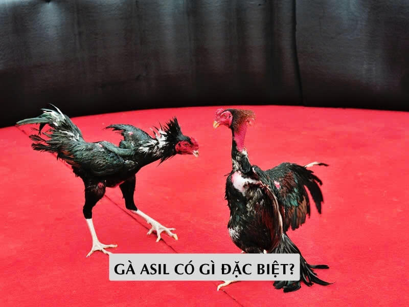 Gà Asil Có Gì Đặc Biệt?