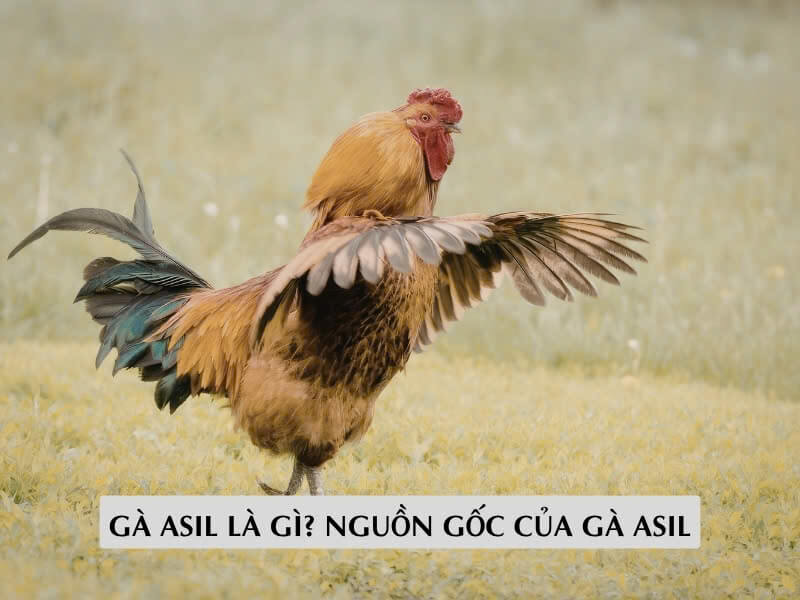 Gà Asil Là Gì? Nguồn Gốc Của Gà Asil