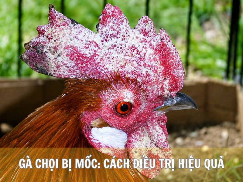 Gà Chọi Bị Mốc: Cách Điều Trị Hiệu Quả