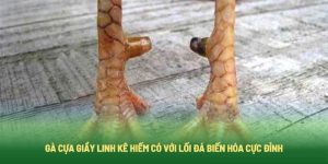 Gà Cựa Giầy Linh Kê Hiếm Có Với Lối Đá Biến Hóa Cực Đỉnh