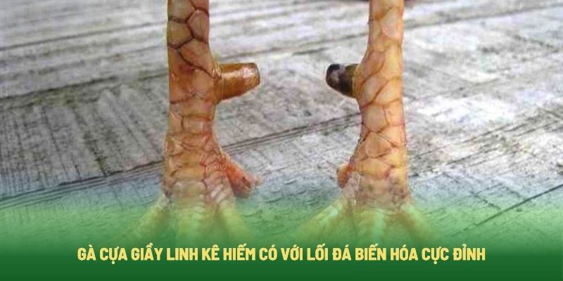 Gà Cựa Giầy Linh Kê Hiếm Có Với Lối Đá Biến Hóa Cực Đỉnh