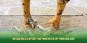 Gà Cựa Kim Là Gì? Sát Thủ "Nhỏ Mà Có Võ" Trên Sàn Đấu