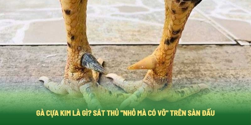 Gà Cựa Kim Là Gì? Sát Thủ "Nhỏ Mà Có Võ" Trên Sàn Đấu