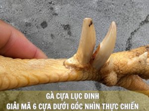 Gà Cựa Lục Đinh: Giải Mã 6 Cựa Dưới Góc Nhìn Thực Chiến