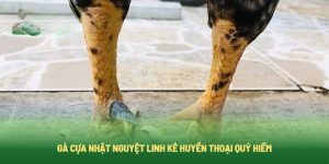 Gà Cựa Nhật Nguyệt Linh Kê Huyền Thoại Quý Hiếm