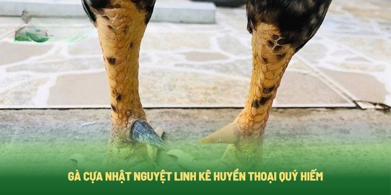 Gà Cựa Nhật Nguyệt Linh Kê Huyền Thoại Quý Hiếm