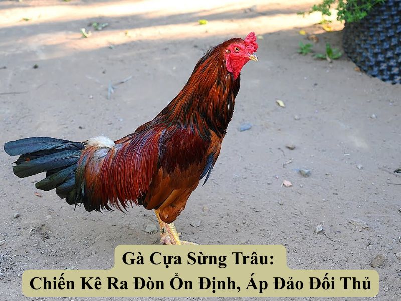 Gà Cựa Sừng Trâu: Chiến Kê Ra Đòn Ổn Định, Áp Đảo Đối Thủ
