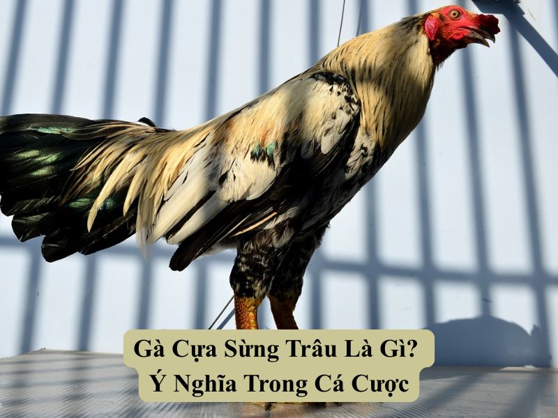 Gà Cựa Sừng Trâu Là Gì? Ý Nghĩa Trong Cá Cược